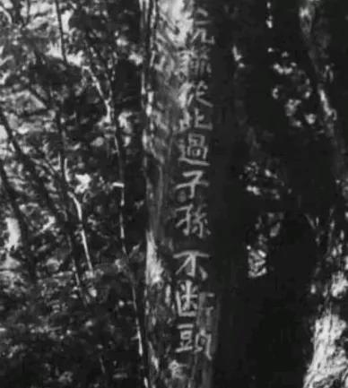 80 年代，有人在杨靖宇将军当年牺牲的树林里，发现一棵树上刻着十个字 “抗联从此