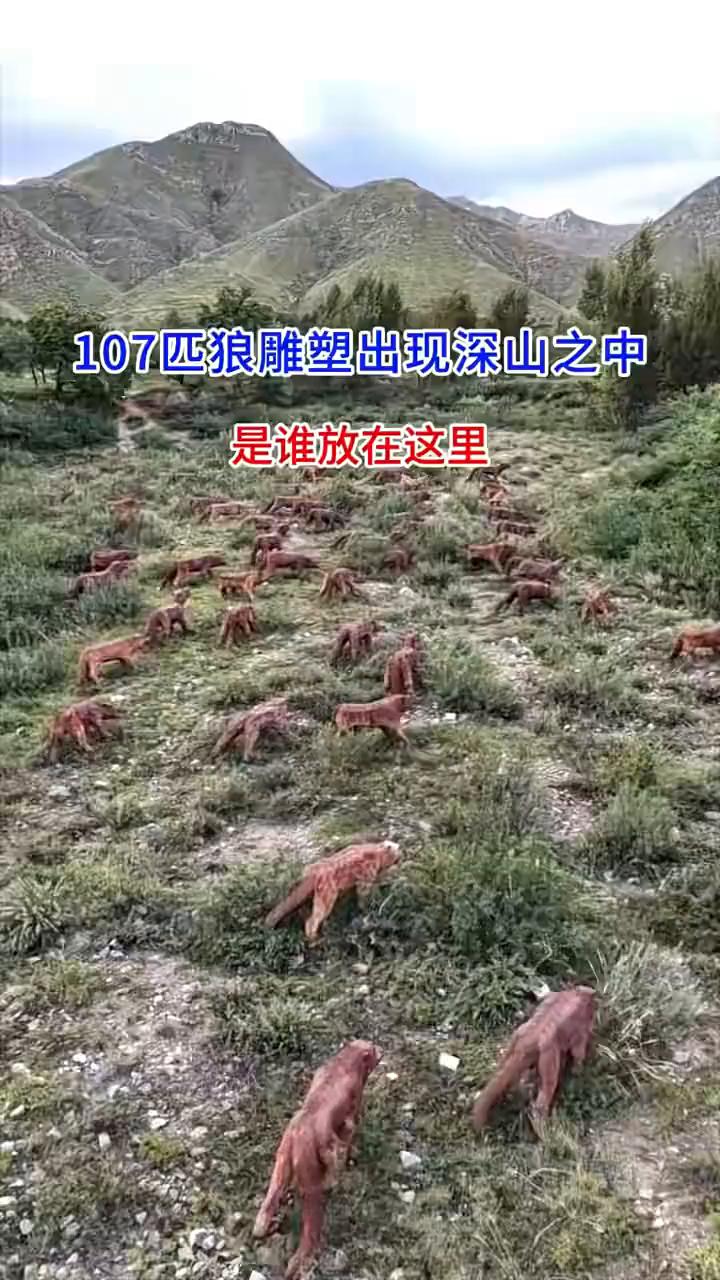107匹狼雕塑出现深山之中，是谁放在这里？
一群用铁做的狼雕塑出现在山沟里面，小