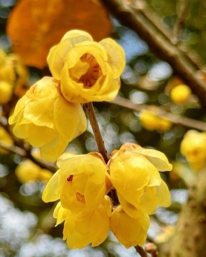 元启新程，旦愿美好。与旧事言和，新年迎花开。