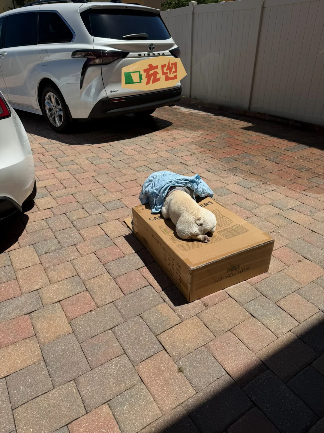 晒背修狗