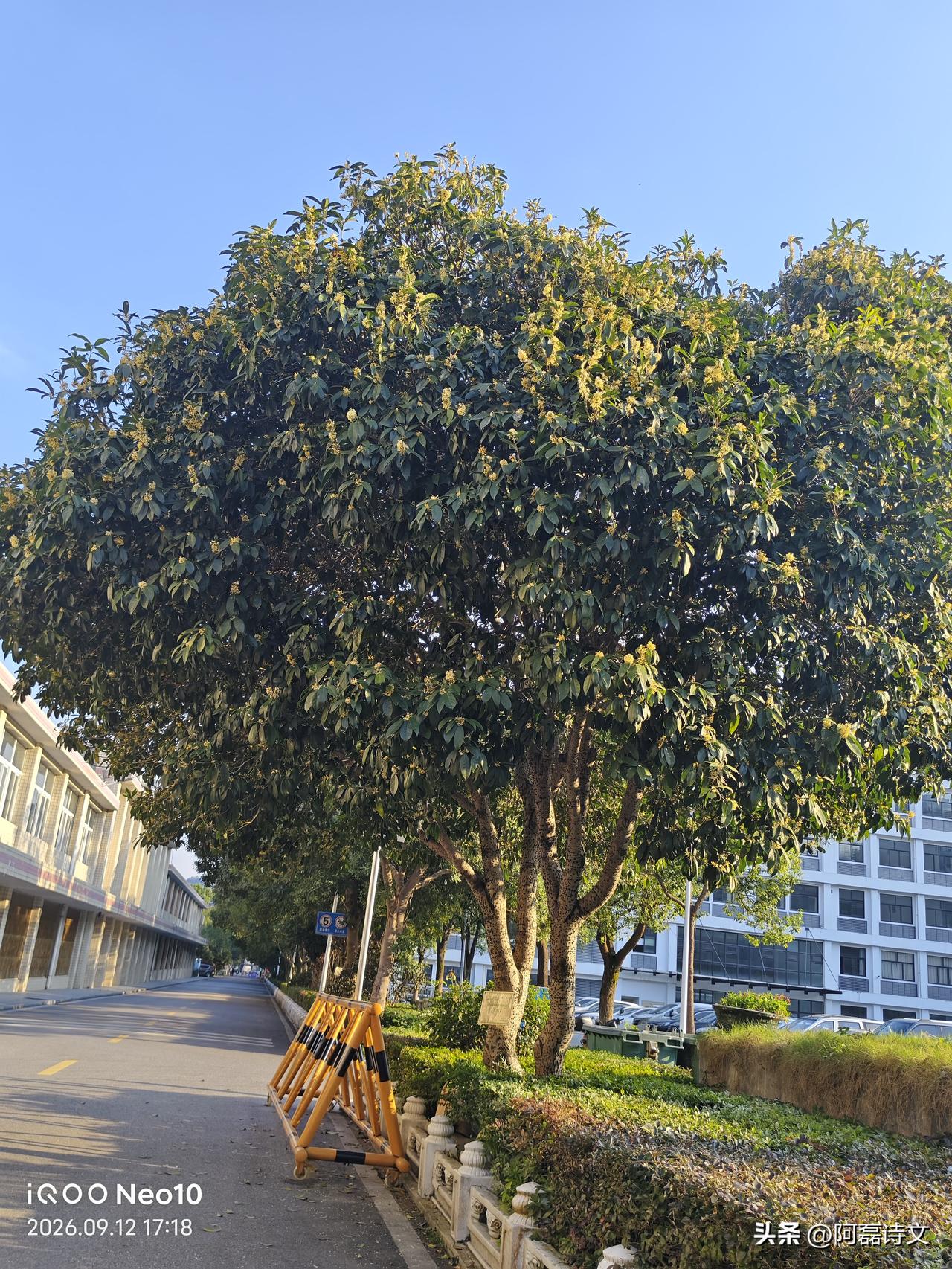 桂花香这我很喜欢。