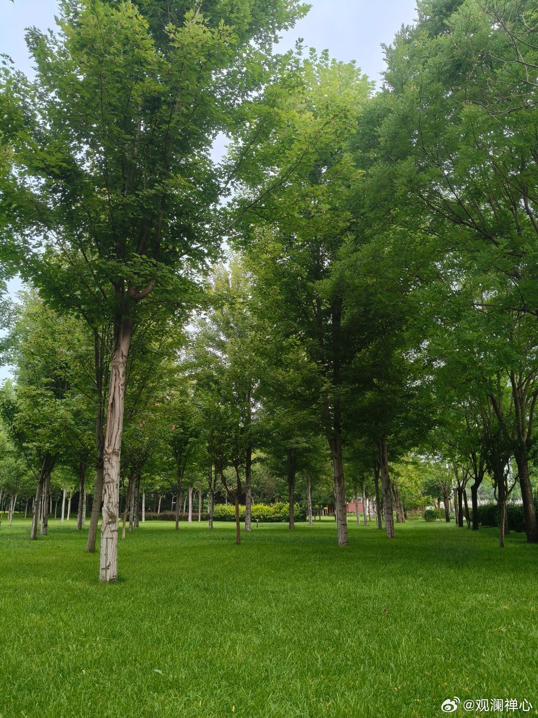 十分绿意，一抹初秋。享受宁静，远离人流。 