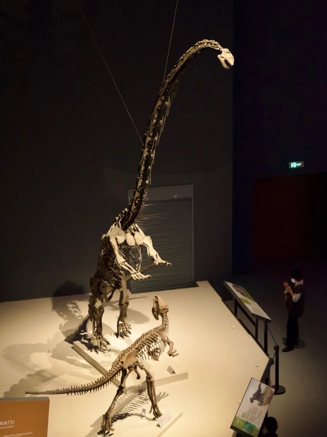 亚洲最大恐龙的新家‼️成都自然博物馆攻略🦕