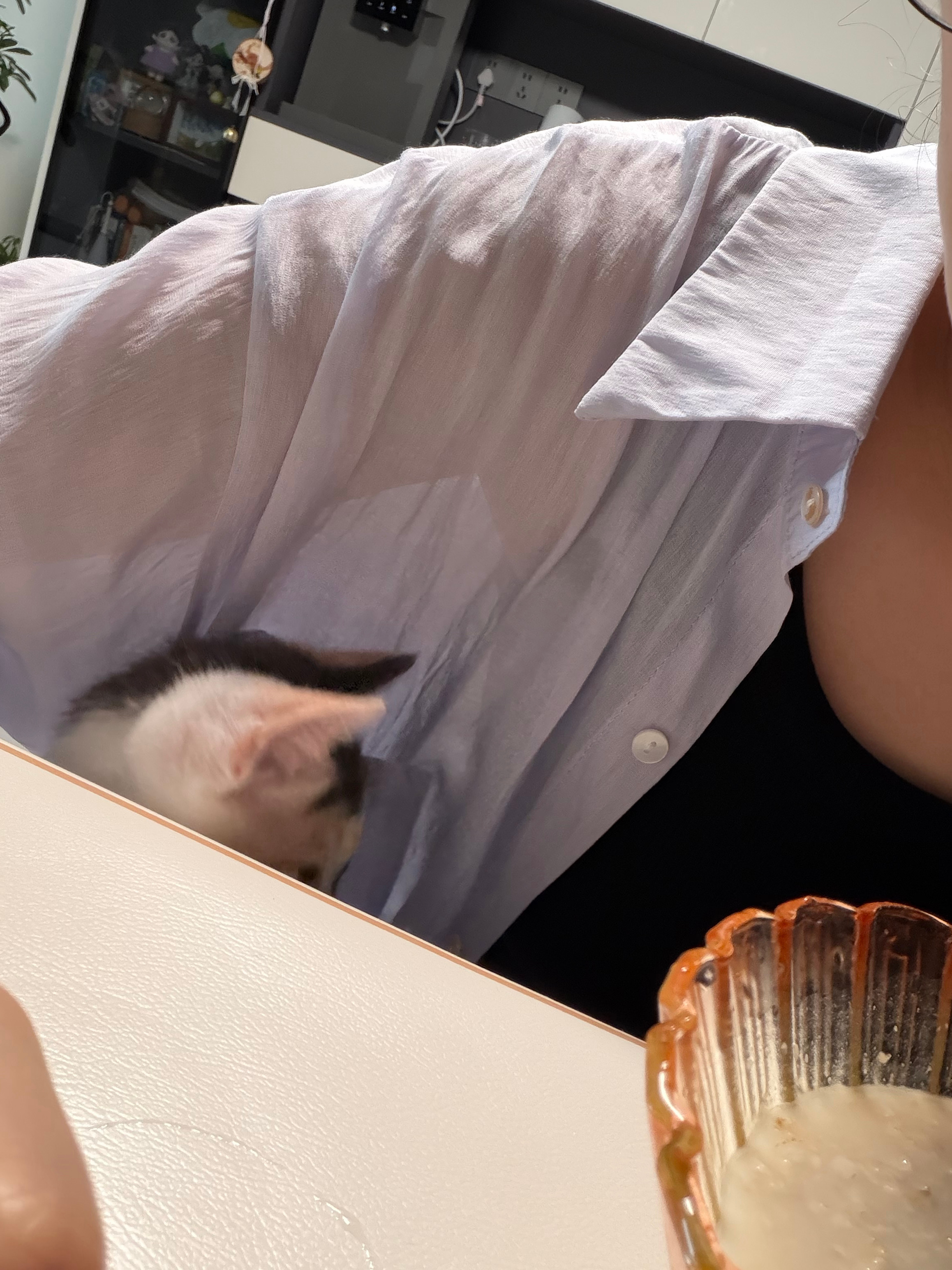 当我开始吃饭，我的小猫就这样开始猫猫祟祟 
