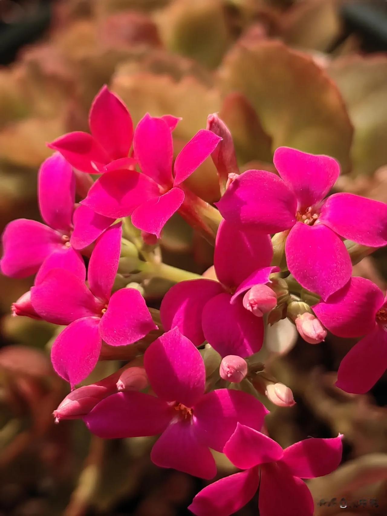 我的年度园艺成绩单成就感直接拉满！我的长寿花憋不住了，几朵粉嘟嘟的小花率先绽放，
