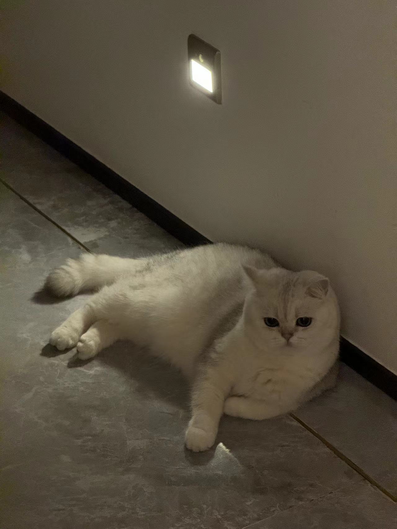 挺神奇的绿茶脸这种面相确实不止存在于人界#英国短毛猫##银渐层##辣椒家新家回访