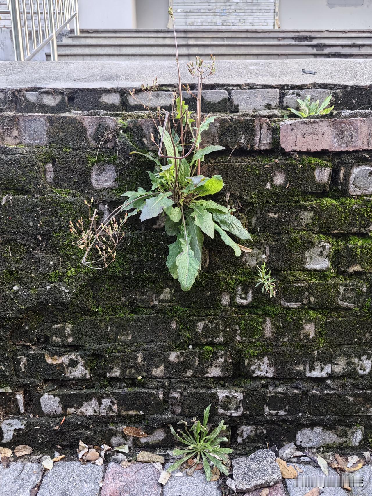 晚秋的早晨，
晨跑的路上，
看到一处高台阶
于是停下压腿
猛然发现
这几颗有着顽