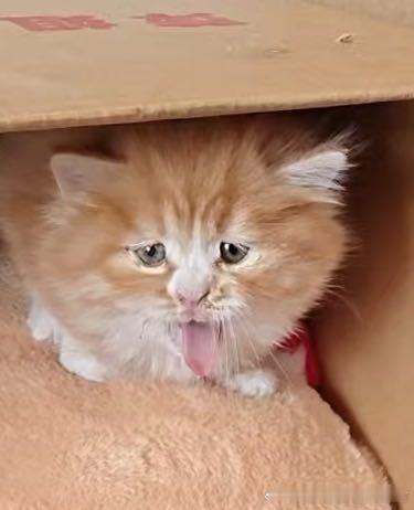 49330【丑猫】这是啥猫 
