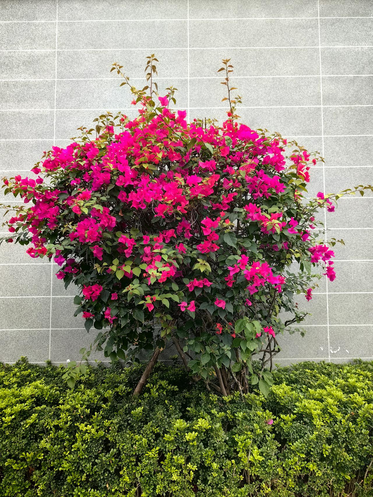 科莱瑞迪申购策略
    根据网上公布的消息，科莱瑞迪将于下周一（6月15日）在