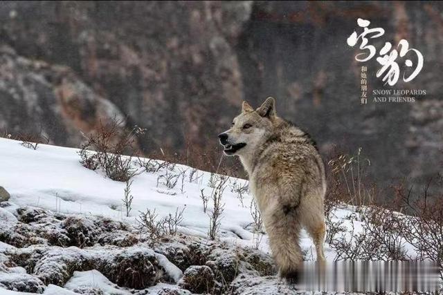 纪录片《雪豹和她的朋友们》引来众明星打Call 这群“显眼包”藏不住了