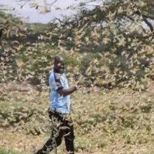 2020年，巴基斯坦突发蝗灾，一块田地上有上亿蝗虫，正当巴基斯坦的工作人员要紧急