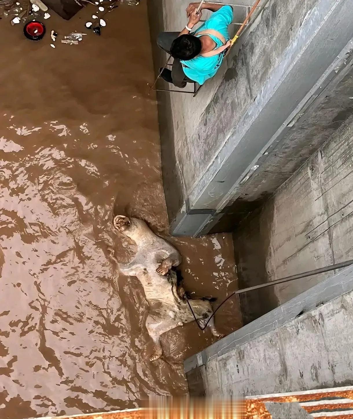 不懂就问，这什么物种？ ​​​