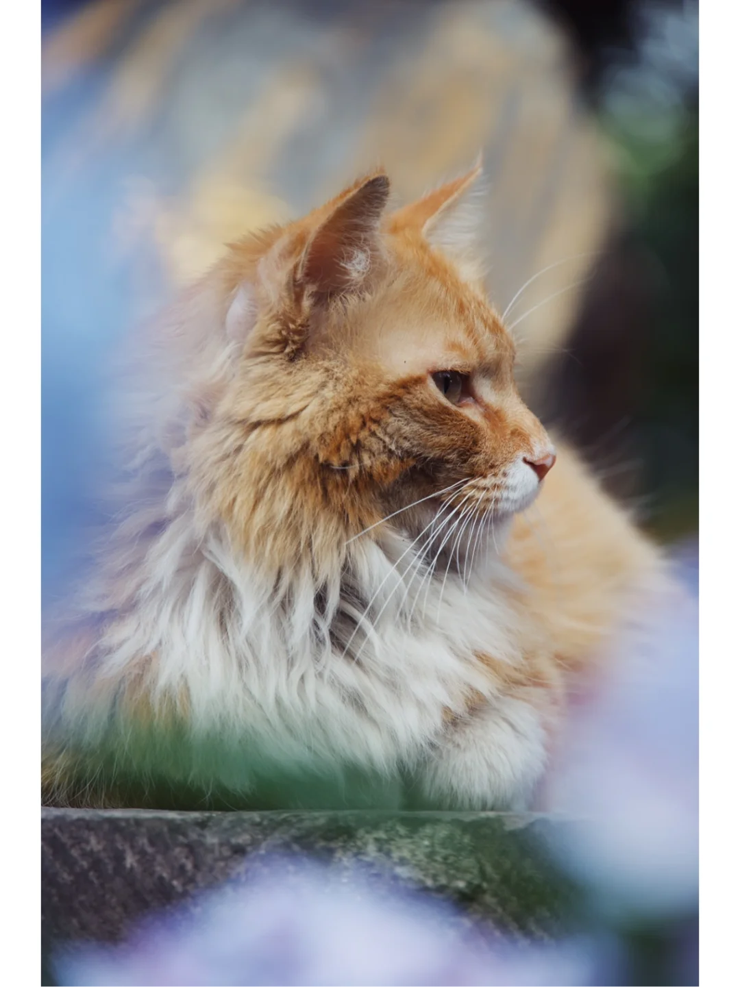 平凡摄影|是不是寺庙的猫都很高冷啊？🙀