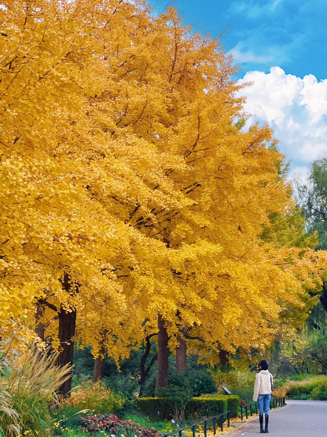 北京赏秋公园鼻祖就要这么玩儿，附拍照机位