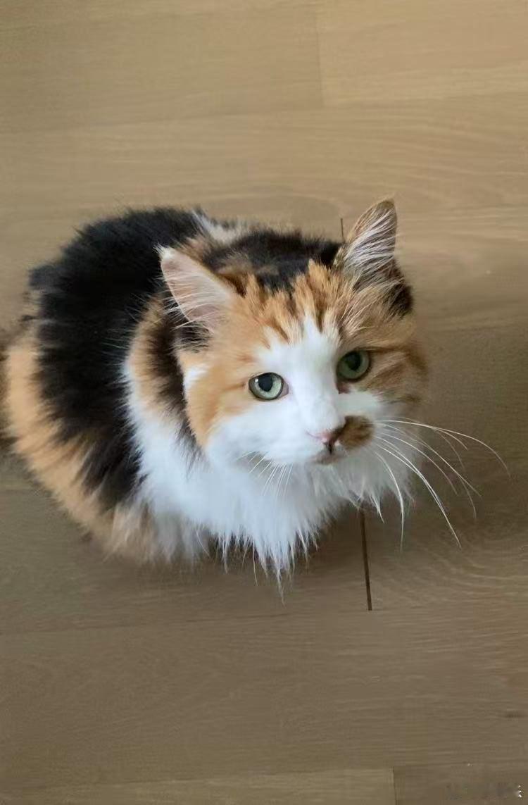 两只猫帮我看着货呢
