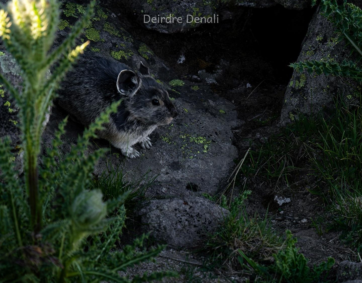 摄影师拍到了一只有点点黑化的高原鼠兔重生之：我黑化了一心要逆转高原大米饭的命运之