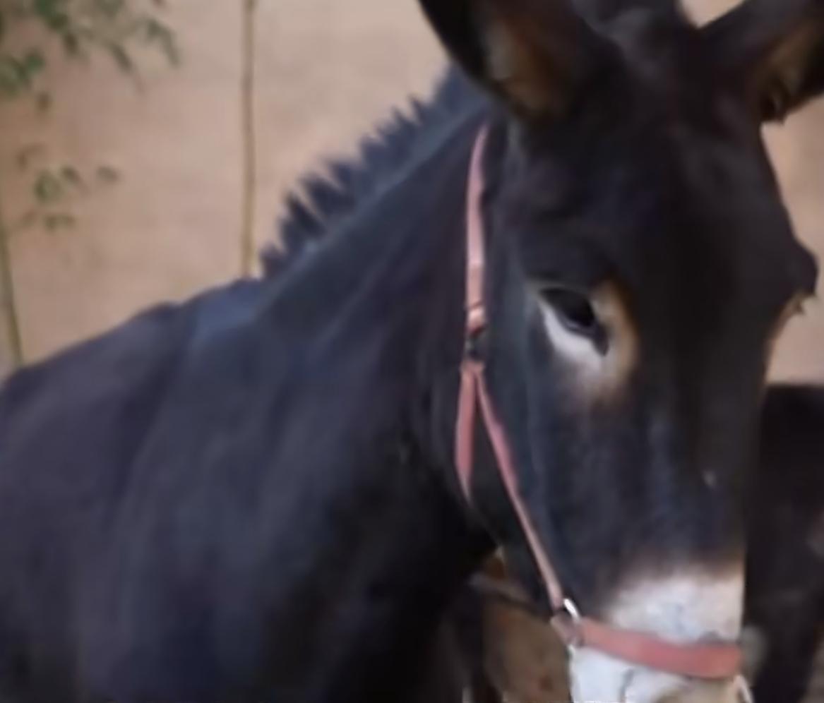村上鸡鸭鹅驴马
都当上演员了
河南，古村几乎人人都拍剧，连鸡鸭鹅驴马都成了抢手的