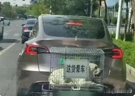 晕不晕车不知道，遮挡车牌的分肯定是扣了