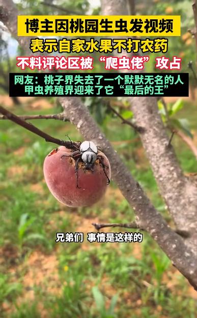 云南，一名农户上网求助不打农药怎么治理桃子生虫，评论区反而教他卖甲虫。这名农户为