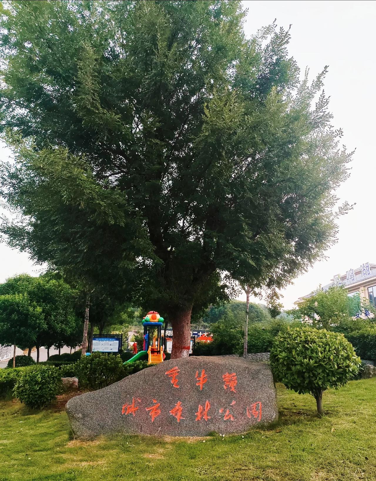 #万能生活指南#
 在我居住的小区后面，有一个金牛岭城市森林公园，一直就想知道这