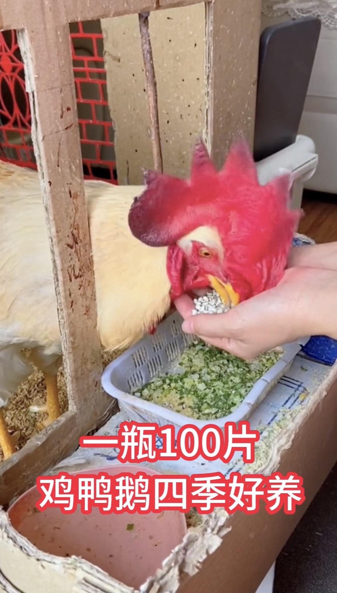 鸡鸭鹅养殖鸡鸭鹅养殖 生态养殖 新手养殖