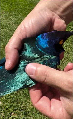 漂亮的羽毛 ​​​