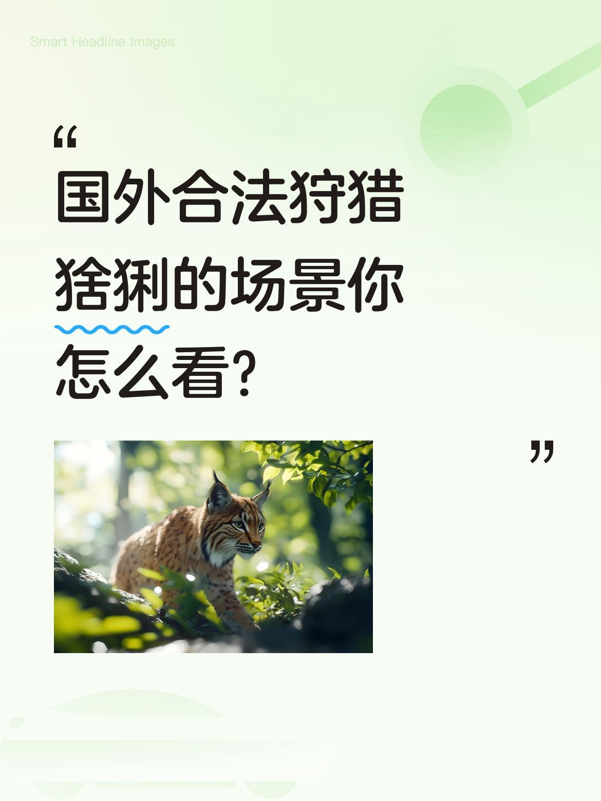 国外合法狩猎猞猁的场景你怎么看？
有视频记录了国外猎人合法狩猎猞猁的过程，画面引