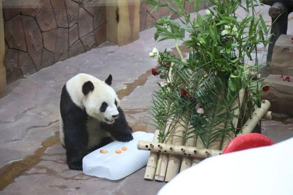 济南：仪式感满满 大熊猫“华奥”迎来19岁生日-app/#/content?ca