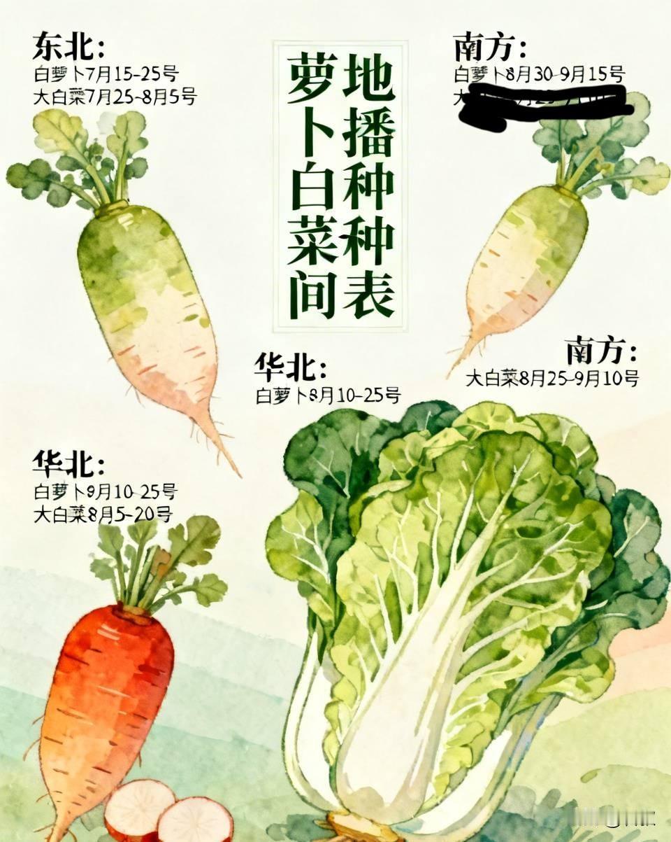 萝卜白菜各地播种时间表，别再种错时节
 
种秋萝卜、大白菜，南北方时间差别很大，