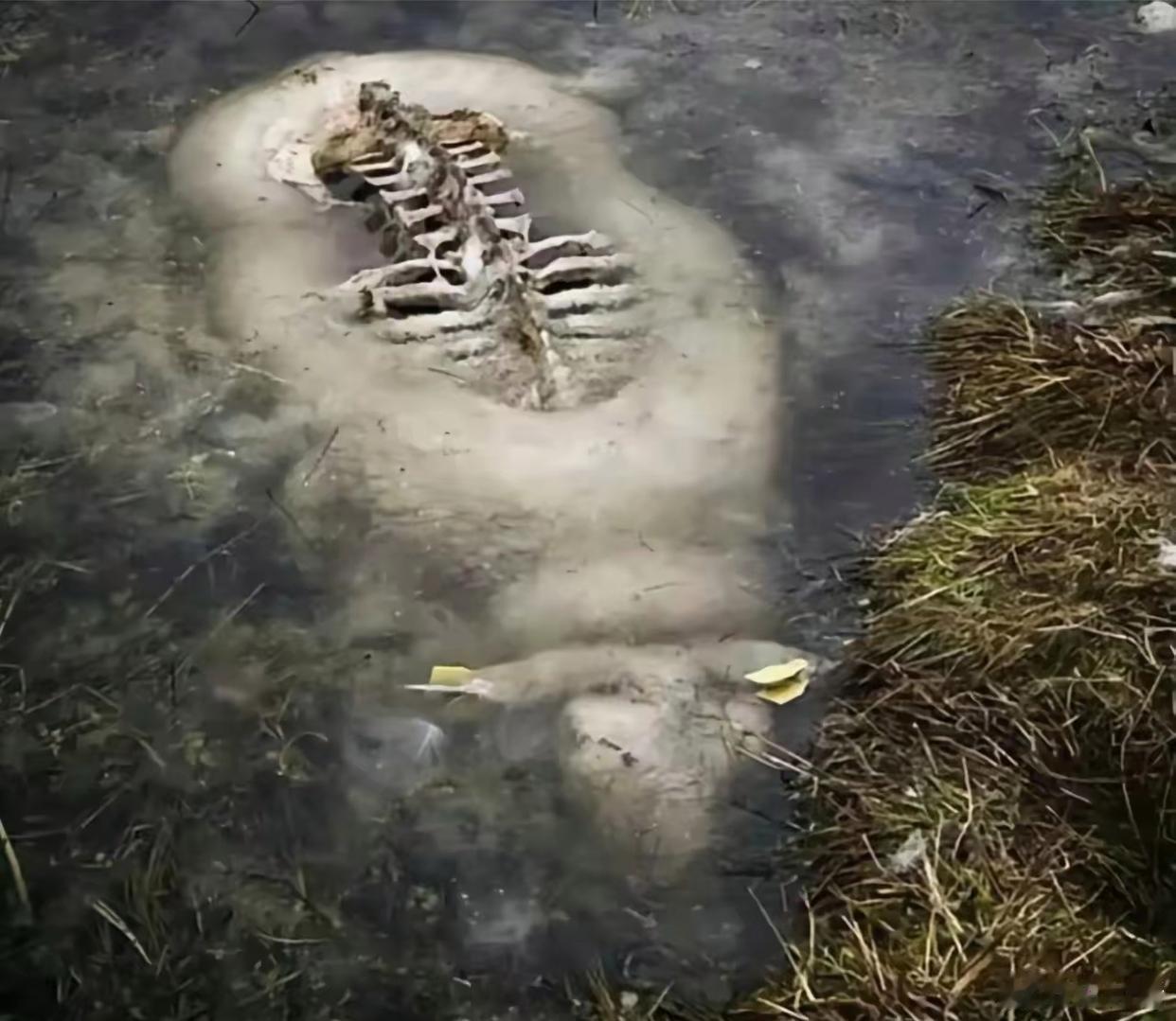 内蒙古掉队的羊掉进水泽，急剧下降的气温，将它除脊背外整个的封进冰层。天上秃鹫见证