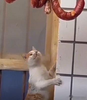 #当猫咪遇到想吃的食物#你就给它吃一口怎么啦[抓狂] ​​​