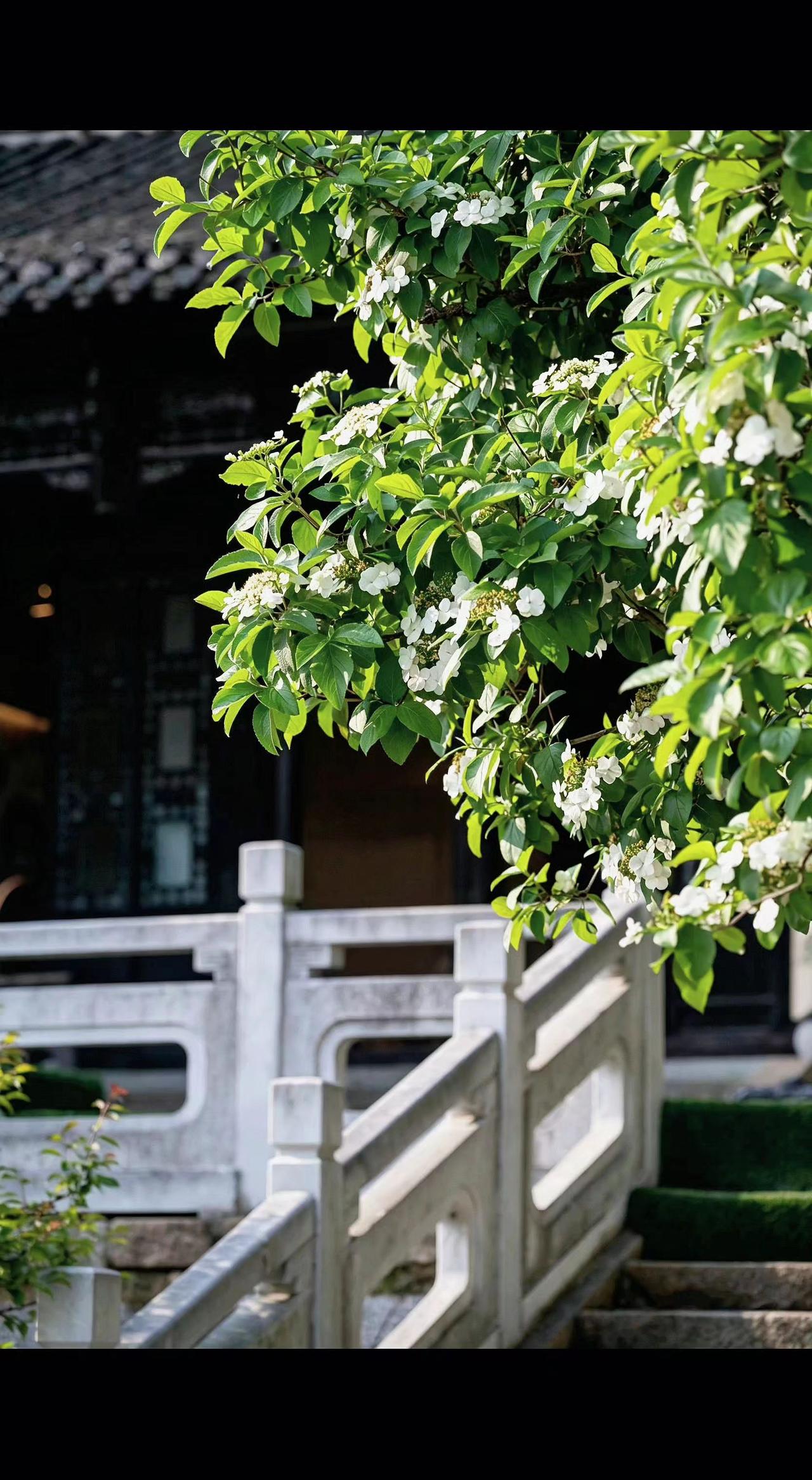 🌸白墙托着绿云，石阶接住碎光✨。古意藏在花影里，一步一帧是江南🍃。