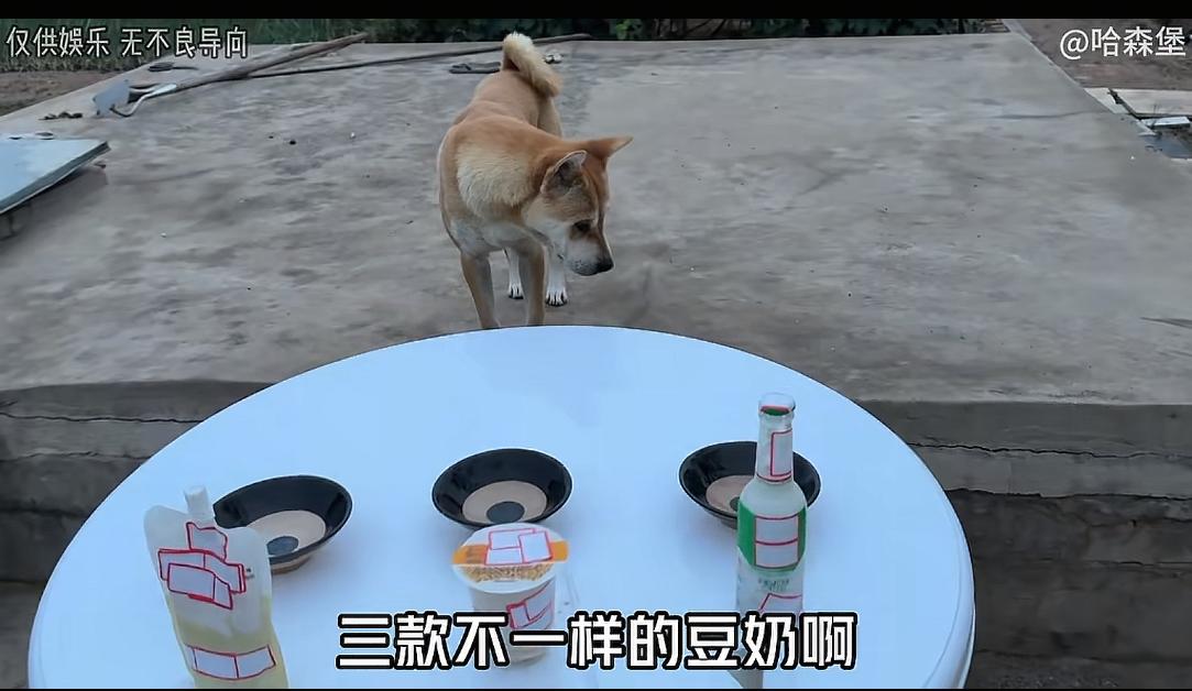 最近网上有一个大黄（田园犬）吃啥我吃啥的博主，试验了几款豆奶，让重庆和四川的朋友