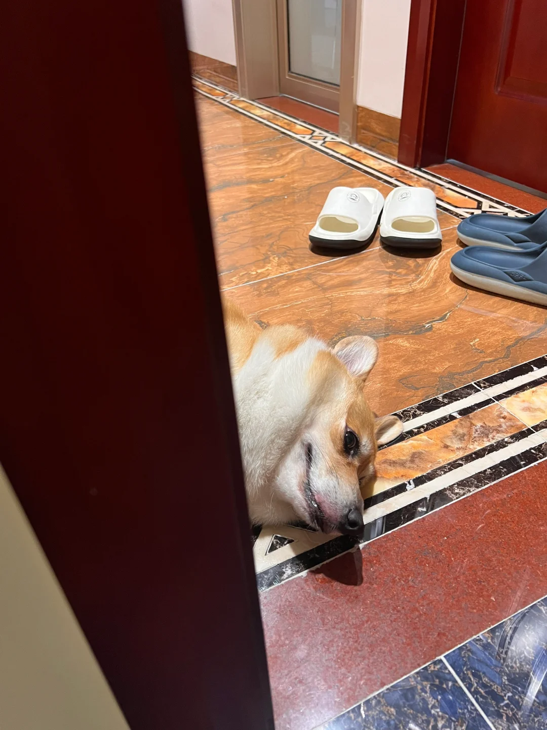 我的好大鹅呀！你怎么年纪轻轻就😭