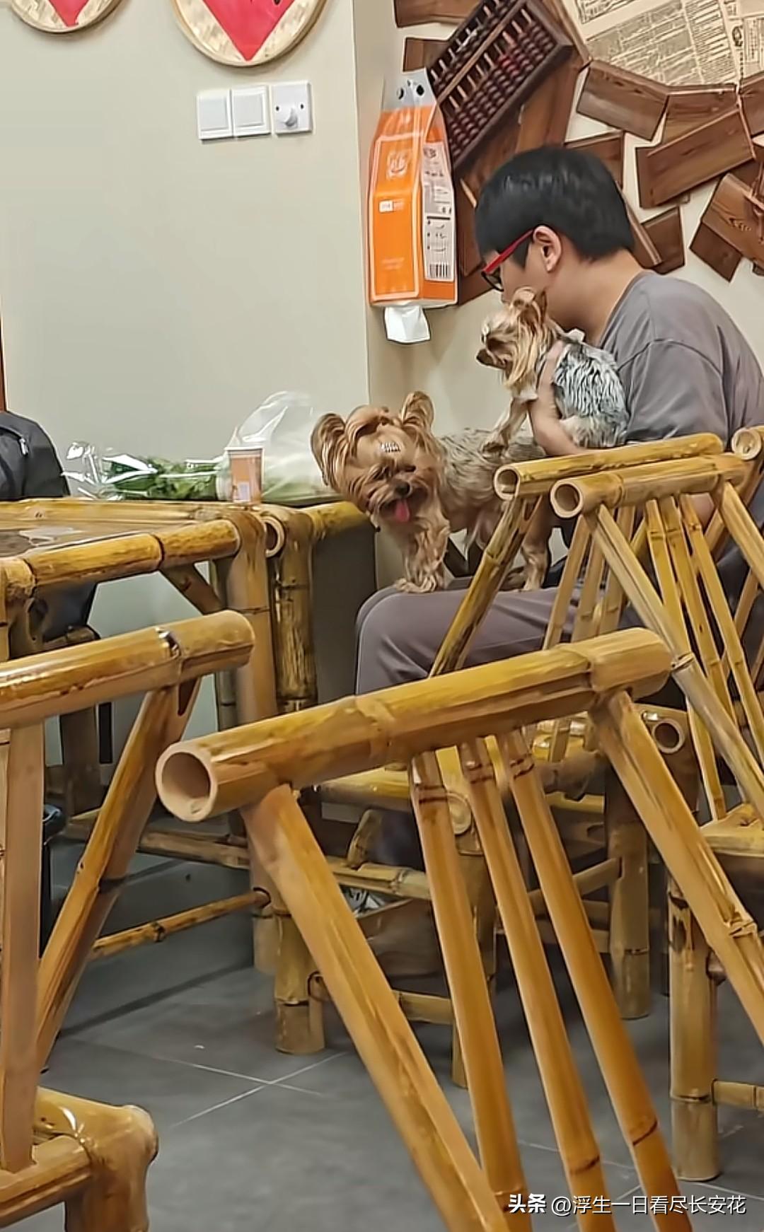 狗上桌，这次轮到杭州的傣掌门鲜肉小锅米线(下沙店)了。不止一条，是两条小型玩赏犬