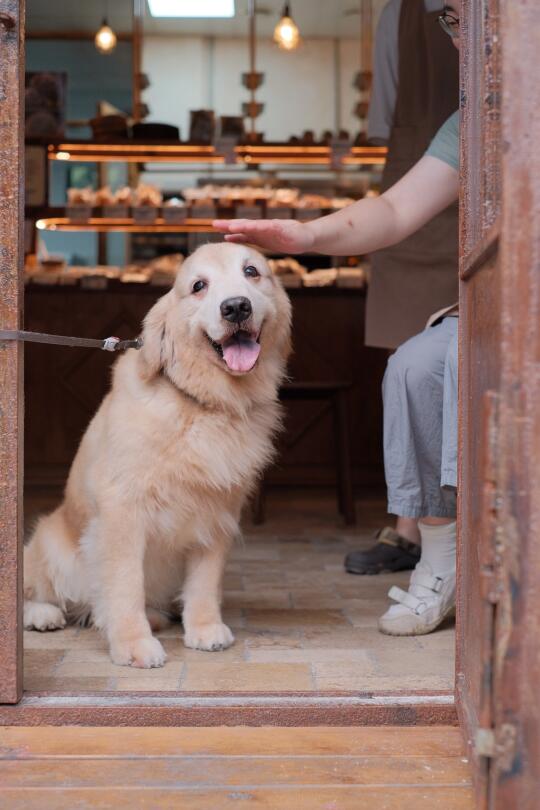 和辛巴的日常🐶