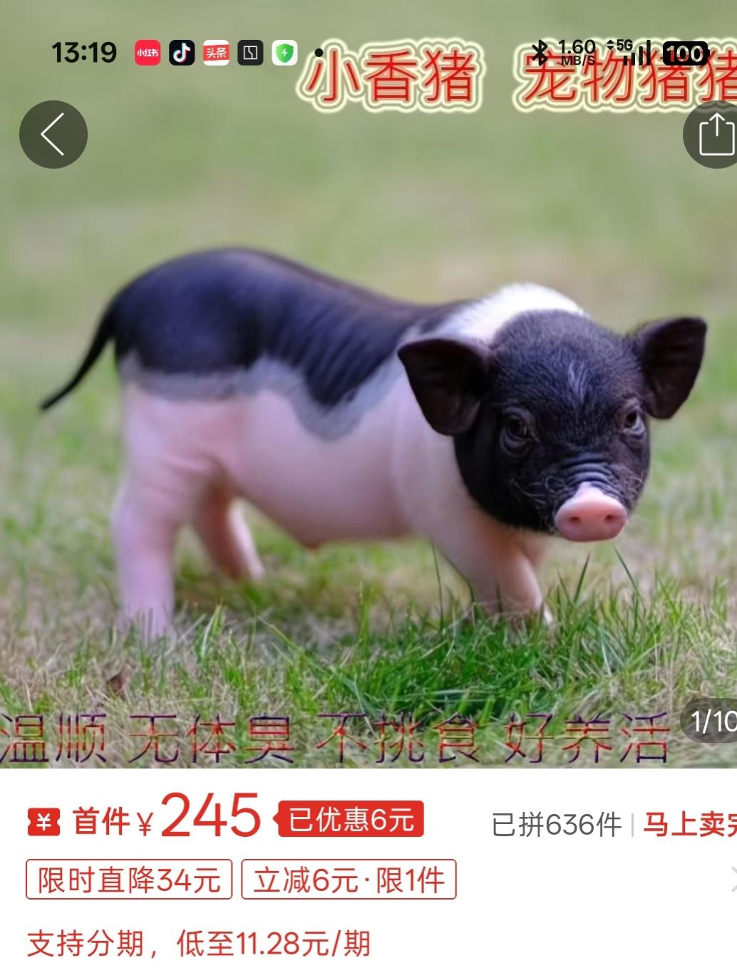 真的要被笑死了，今天跟家人朋友一起外出吃饭，到饭店的时候一看停车场两头大肥猪，当