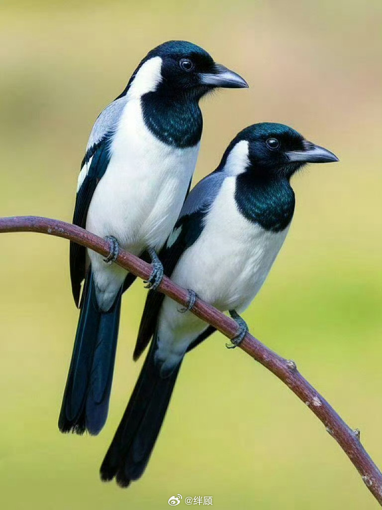 喜鹊报喜，喜上眉梢，吉祥如意！ 