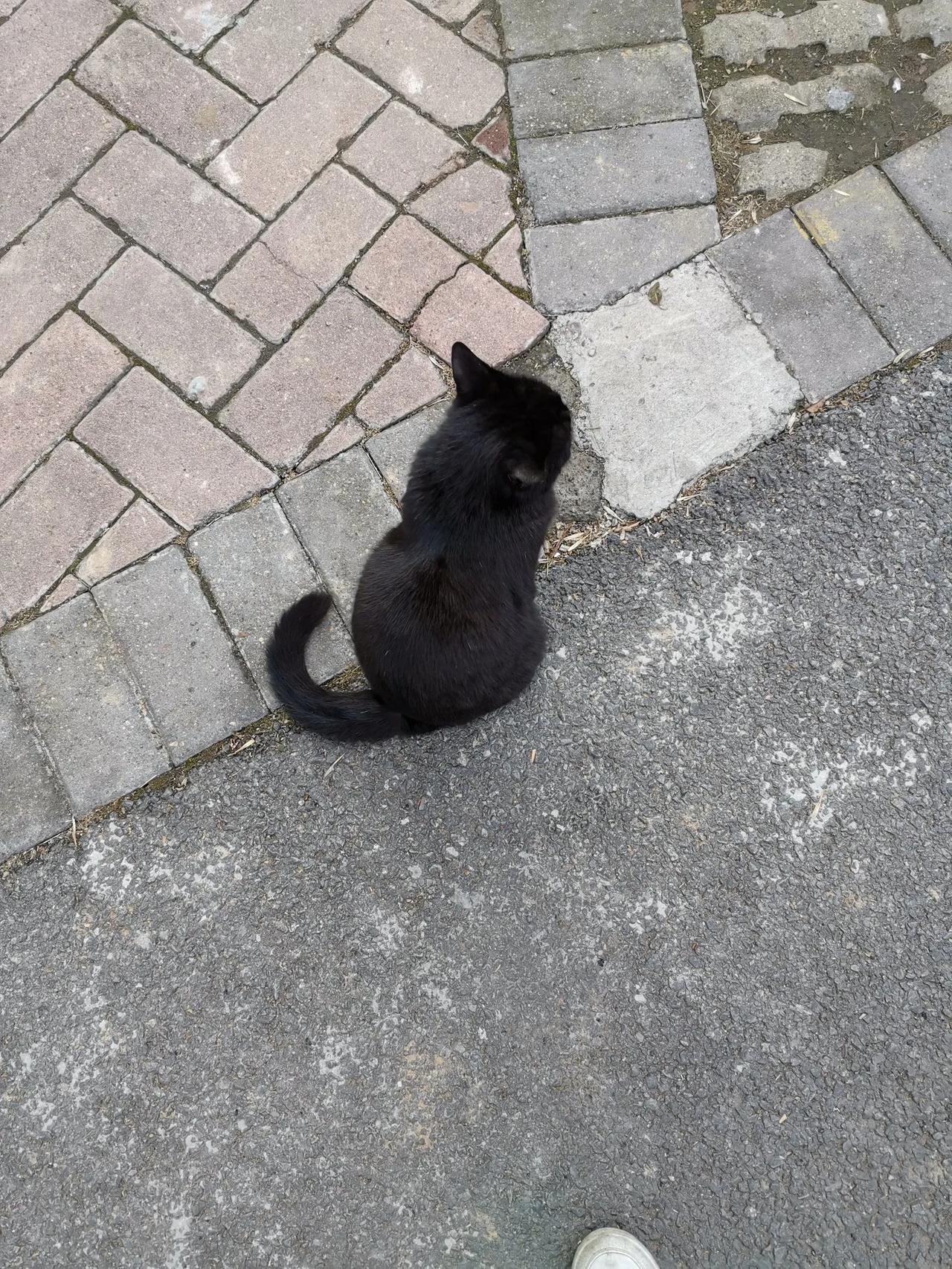 猫咪的一生，只做一件事，那就是舒服的活着。猫咪 
       像猫一样的活着，