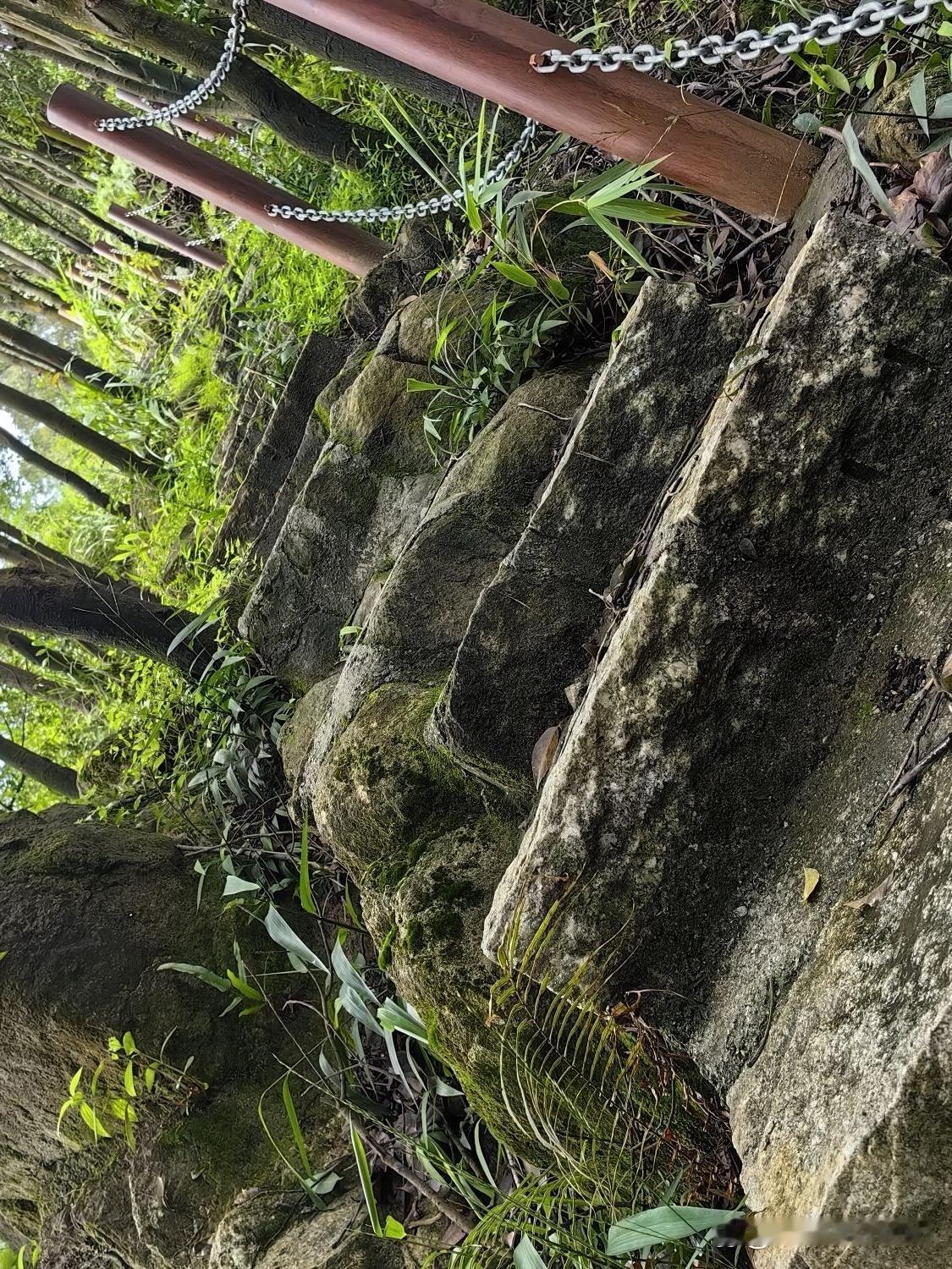 🌿私藏版凤凰山玩法！避开人潮玩透古韵

在广州老城区藏着一座自带历史感的天然氧