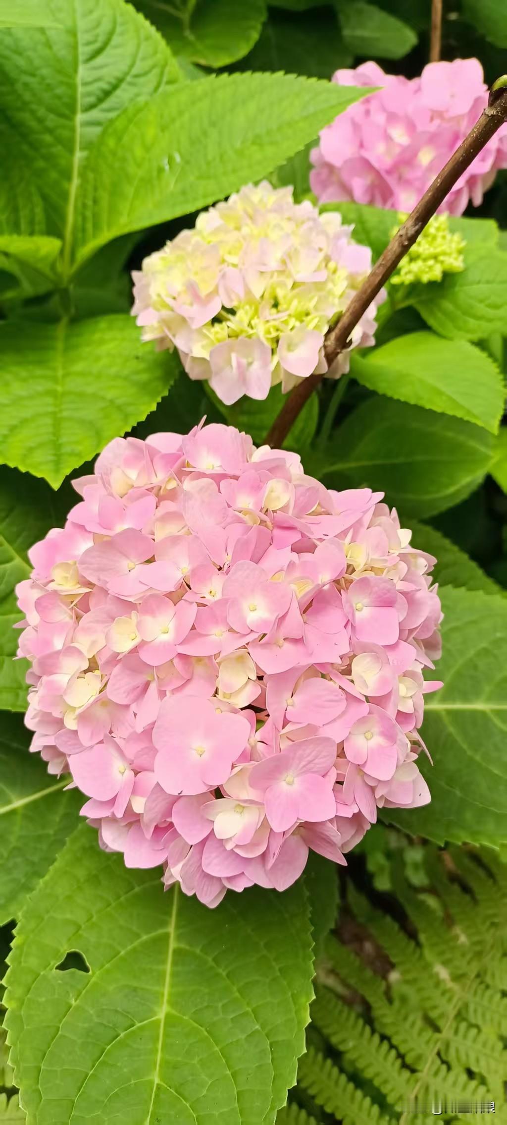 相册里的花花草草喜欢各种颜色的绣球花