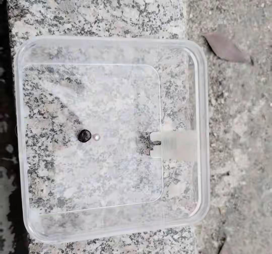 南京，一男子在地里干活时被蜱虫叮咬在了腋下，因蜱虫藏得隐蔽男子未能发现，之后男子