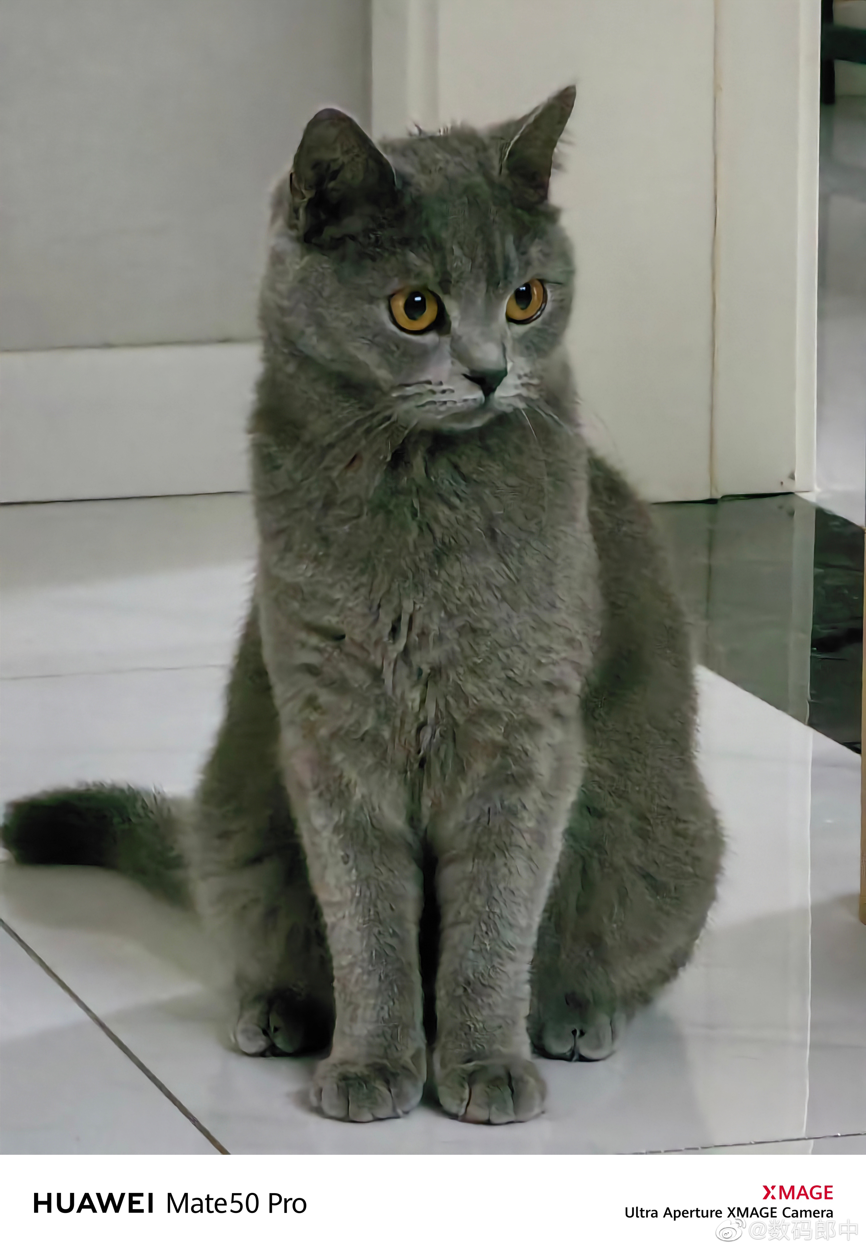 我家猫真秀气[doge] ​​​