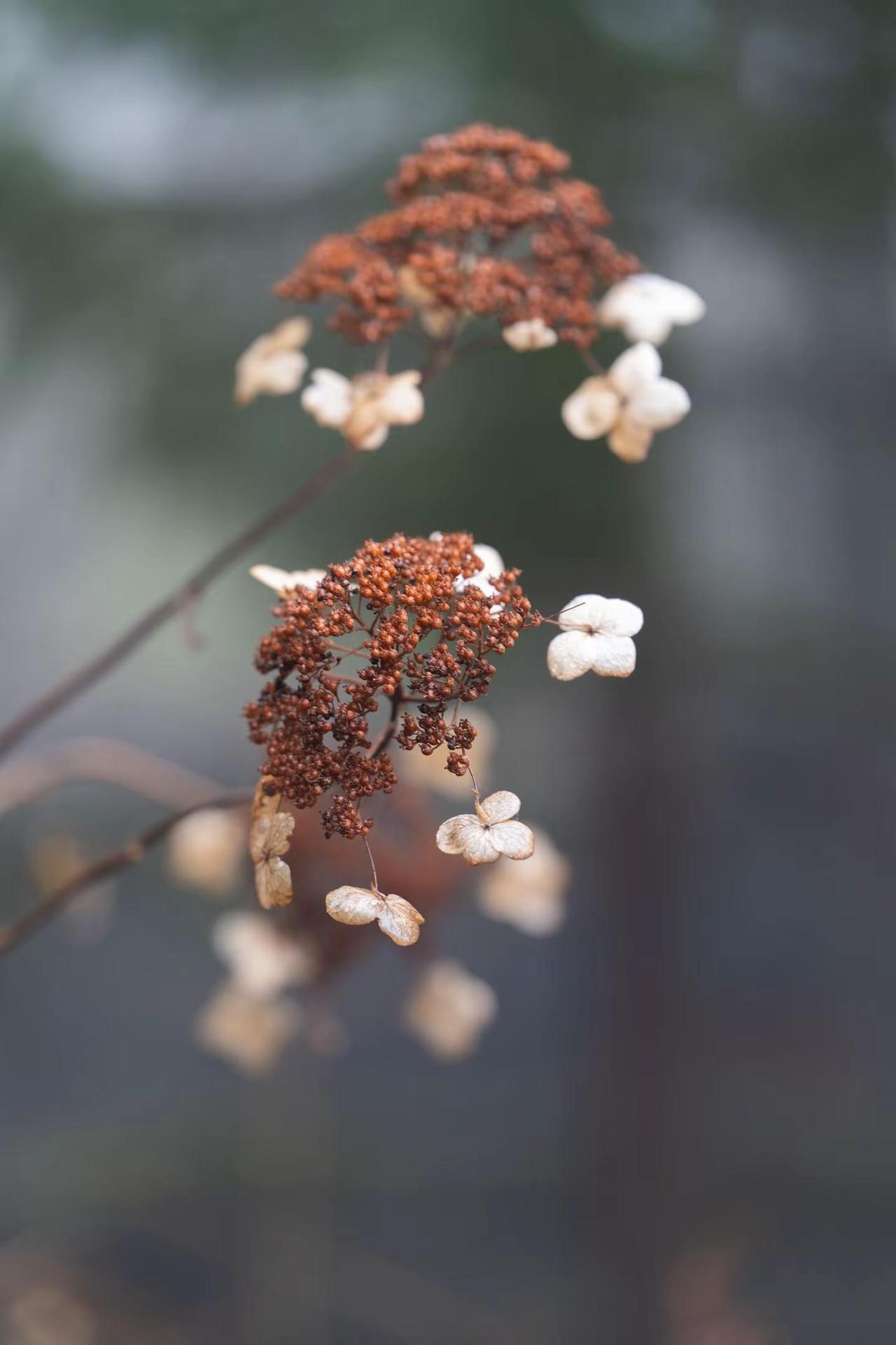 巫山支脉，神农架周边恩施山区的植物植被，你认识几个？？植被 摄影 你能叫出它的名