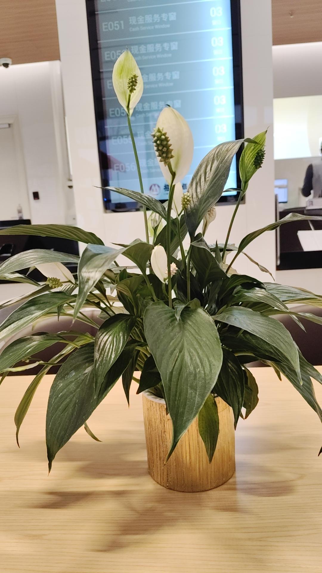 晒图笔记大赛冬天的小花，玩强的生命力！