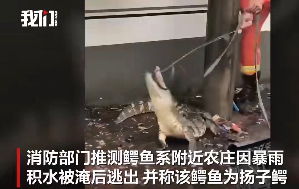 东莞街头出现鳄鱼开头：扬子鳄：再见吧妈妈，今天我要去远航。结尾：太子出逃半响，被