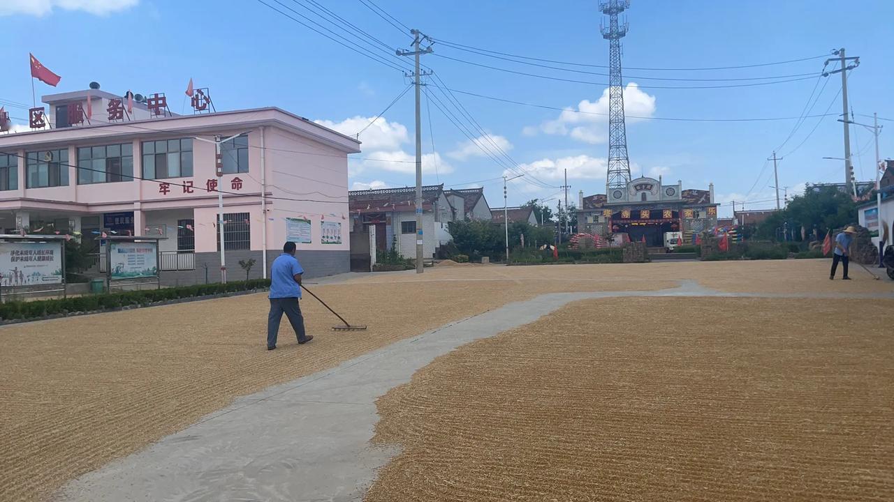 近日蟠龙新区塔寺头村非常热闹，因为到了收麦子的季节，关中地区一到麦子丰收的时候，