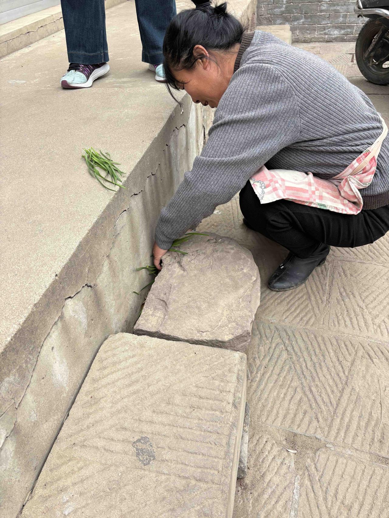 山西碛口古镇看到的一幕：台阶缝里长了几颗韭菜，主人认真地收割。