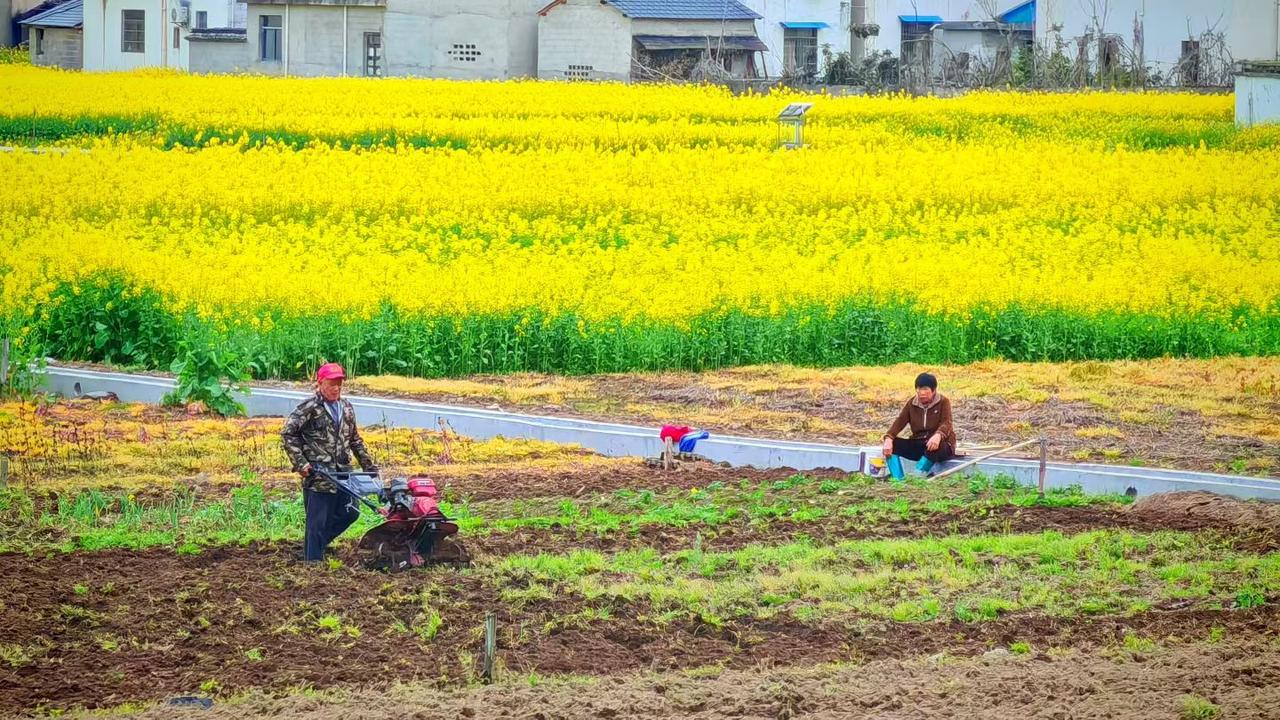 春风吹过金黄的油菜花田，田埂上的耕耘声里，藏着最踏实的人间烟火。