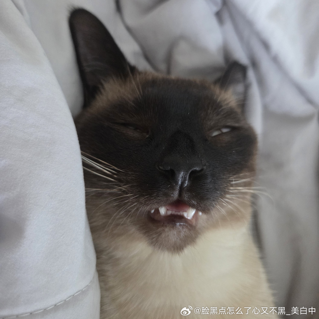 4017只黑脸睡颜邪魅 